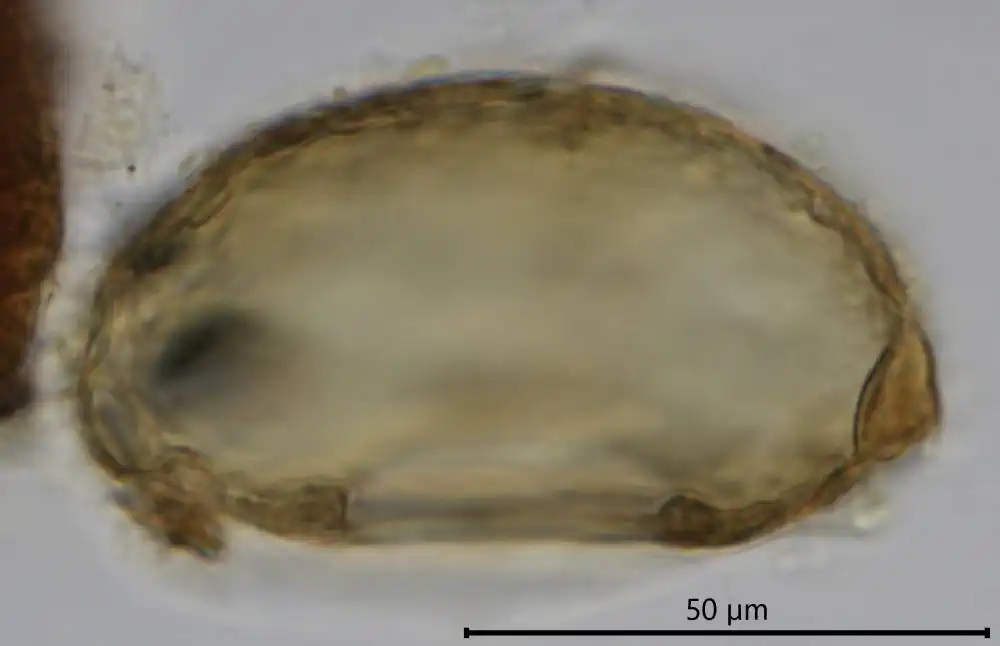 Cyclopyxis arcelloides