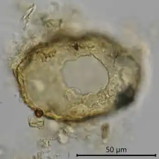 Cyclopyxis arcelloides
