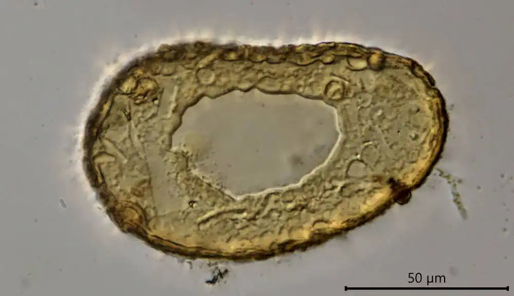 Cyclopyxis arcelloides