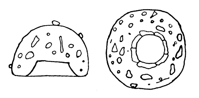 Cyclopyxis eurystoma