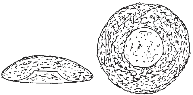Cyclopyxis eurystoma