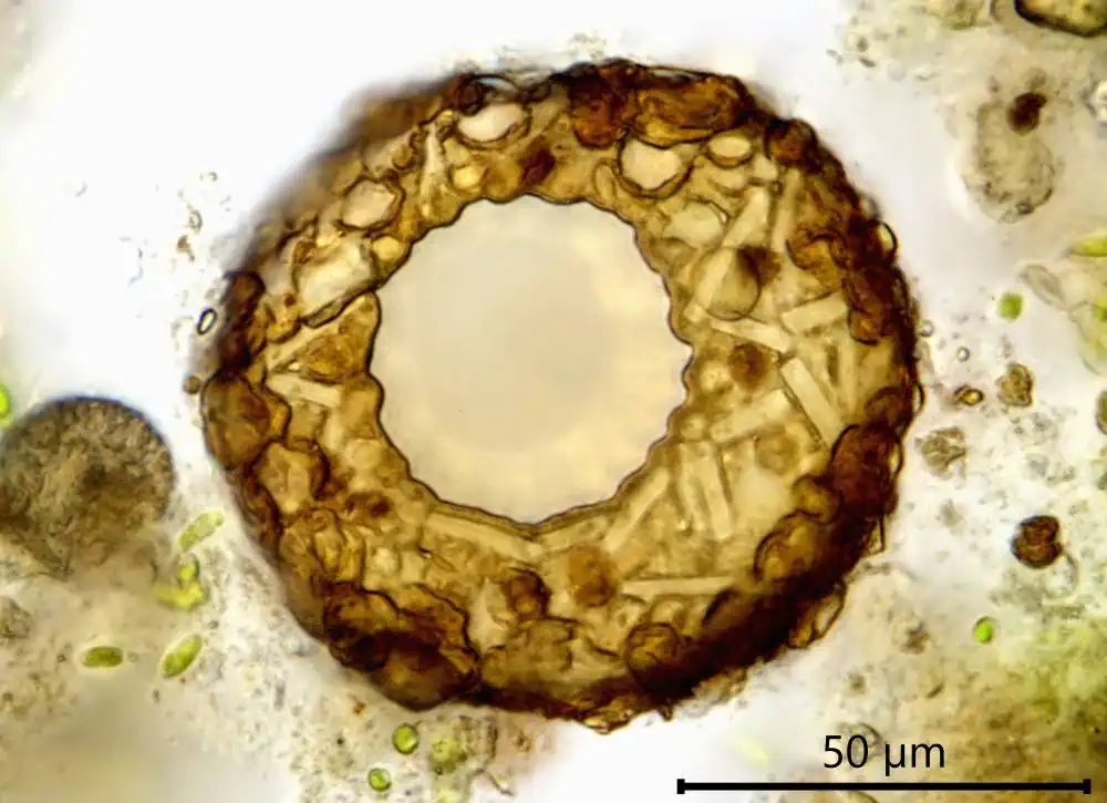 Cyclopyxis arcelloides