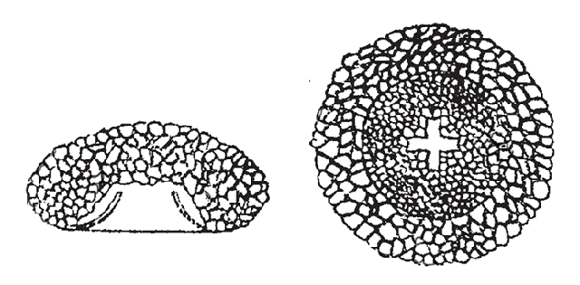 Cyclopyxis rucistoma
