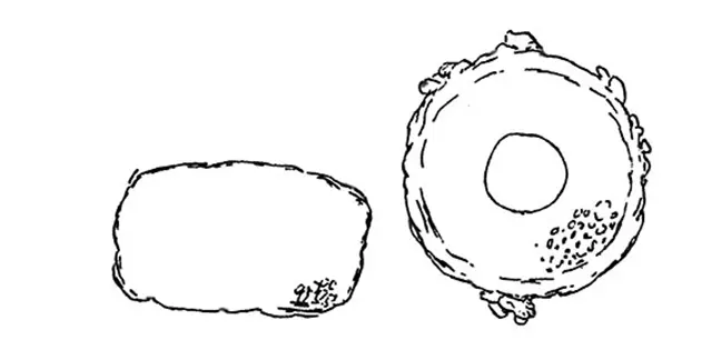 Cyclopyxis cylindrica