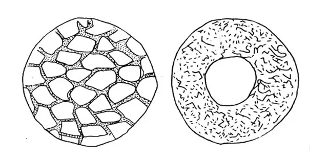 Cyclopyxis dispar