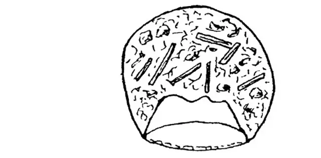 Cyclopyxis eurystoma sinuosa