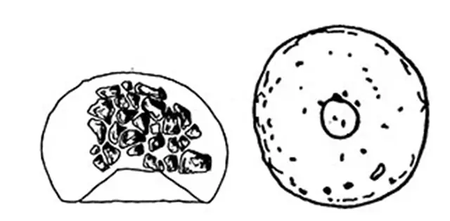 Cyclopyxis eurystoma stenostoma