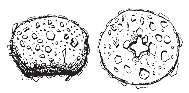 Cyclopyxis grospietschi