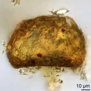 Cyclopyxis kahli
