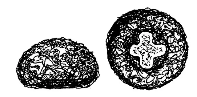 Cyclopyxis kahli crucigenia