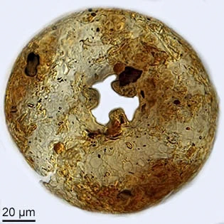 Cyclopyxis leidyi