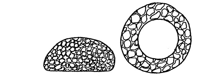 Cyclopyxis penardi minor