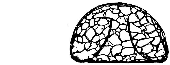 Cyclopyxis puteus golemanskyi
