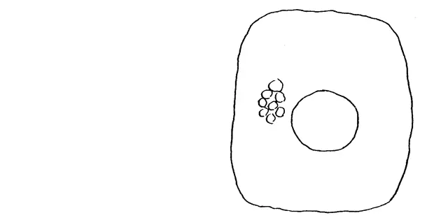 Cyclopyxis quadratus