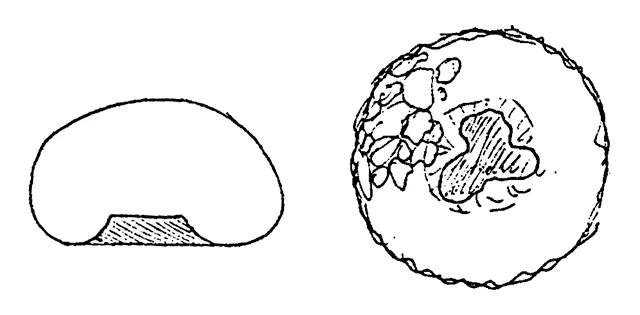 Cyclopyxis triquestrus 