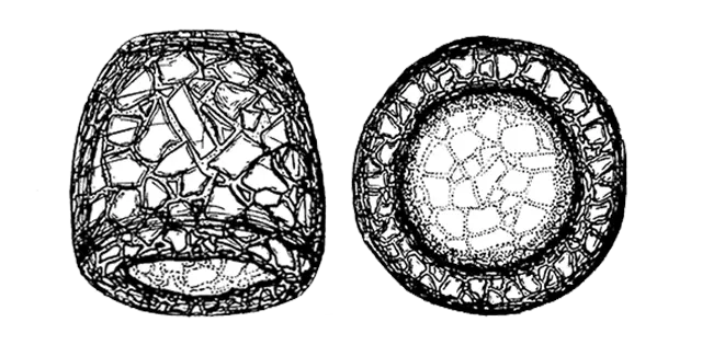 Cyclopyxis tronconica