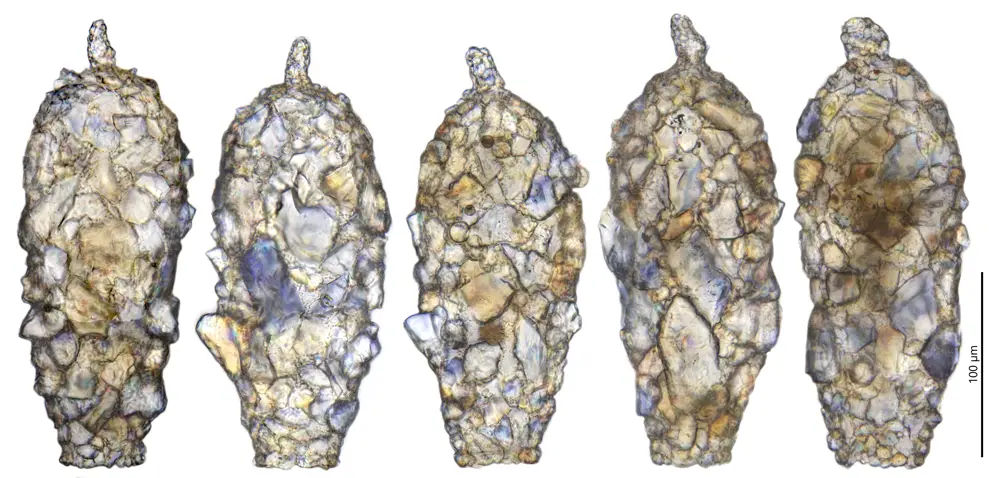 Difflugia acuminata