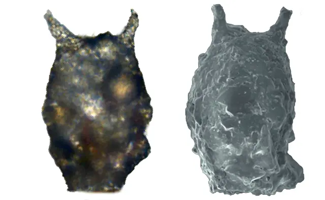 Cylindrifflugia luciferina