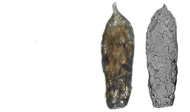 Cylindrifflugia periurbana