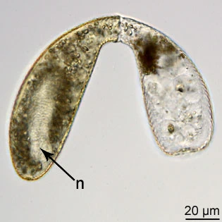 Cyphoderia ampulla