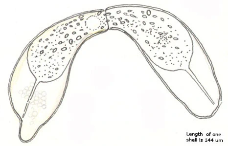 Cyphoderia ampulla