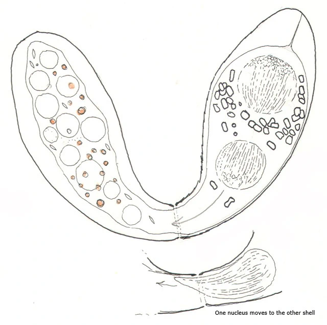 Cyphoderia ampulla