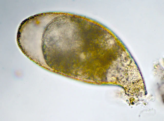 Oleiformis major