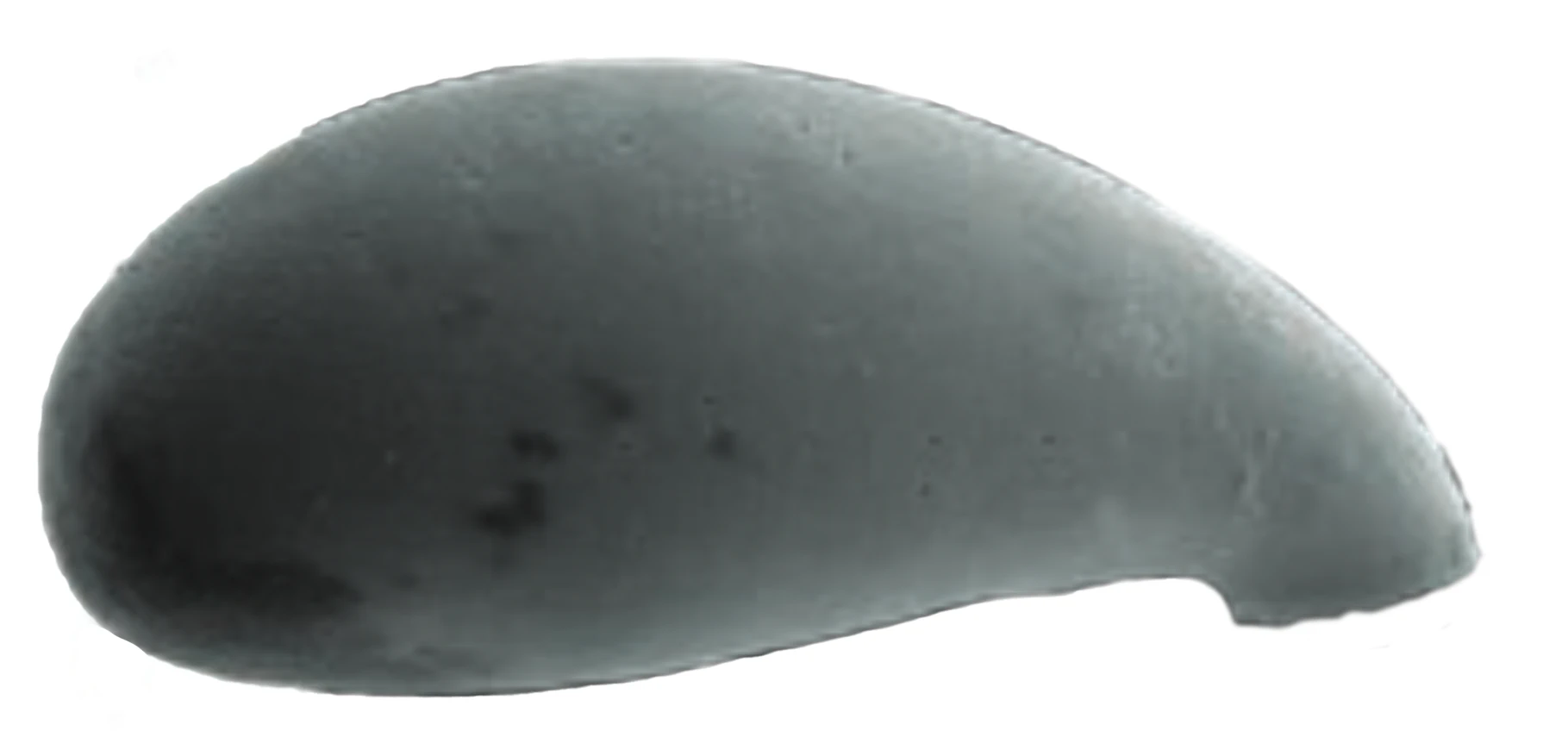 Cyphoderia ampulla