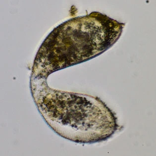 Cyphoderia ampulla