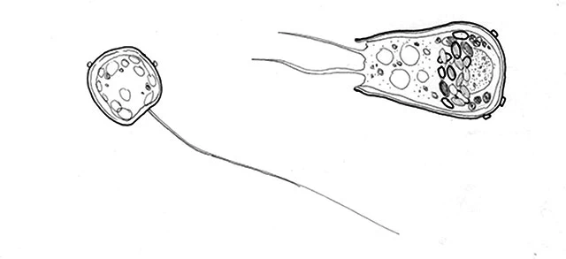 Schaudinnula