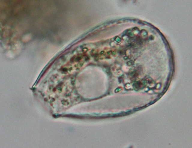 Cyphoderia laevis