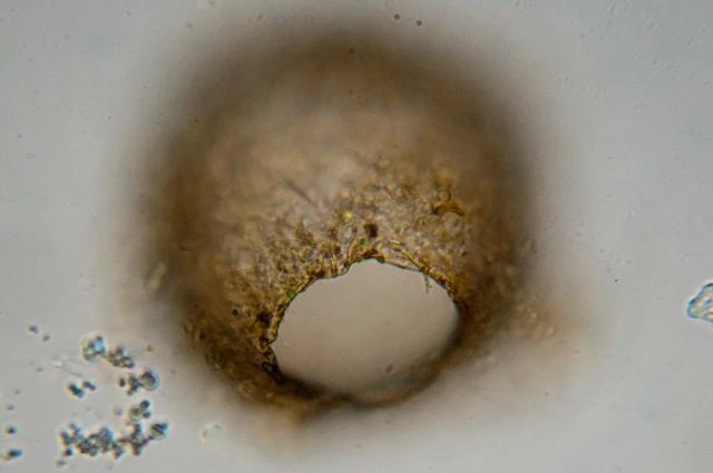 Difflugia binucleata