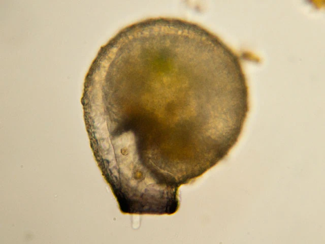 Lesquereusia spiralis