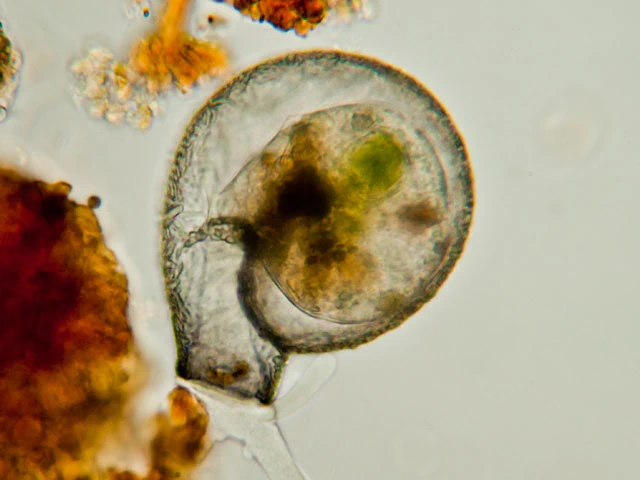 Lesquereusia spiralis