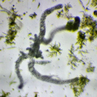 Metachaos spec.