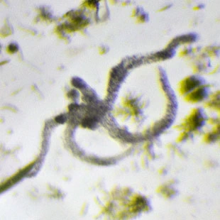Metachaos spec.