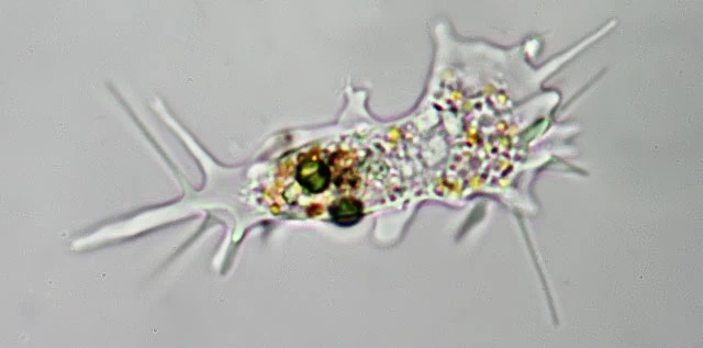 Dactylosphaerium polypodium