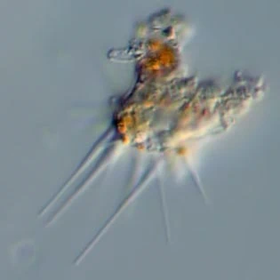 Dactylosphaerium polypodium