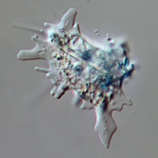 Dactylosphaerium polypodium