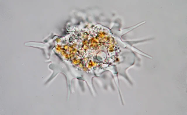 Dactylosphaerium polypodium