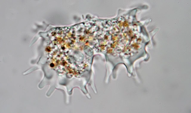 Dactylosphaerium polypodium