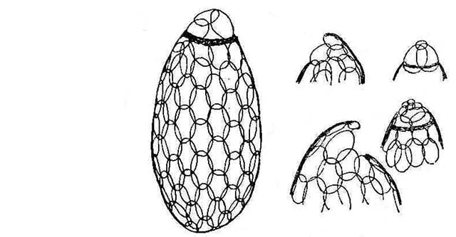 Deharvengia japonica