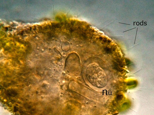 Diaphoropodon mobile