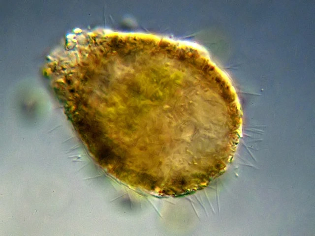 Diaphoropodon mobile