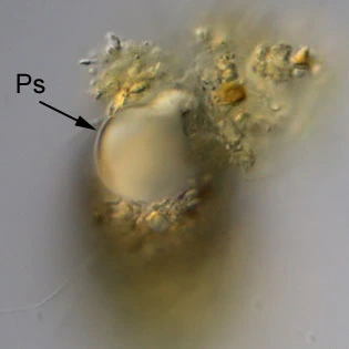 Diaphoropodon mobile