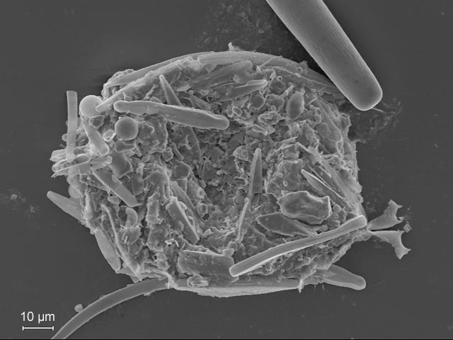 Diaphoropodon mobile