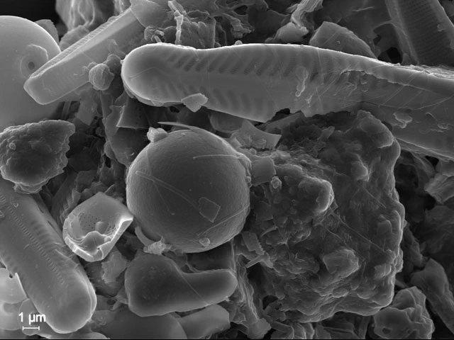 Diaphoropodon mobile