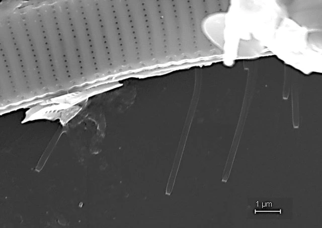 Diaphoropodon mobile