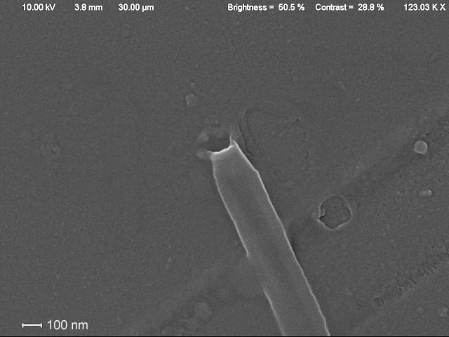 Diaphoropodon mobile