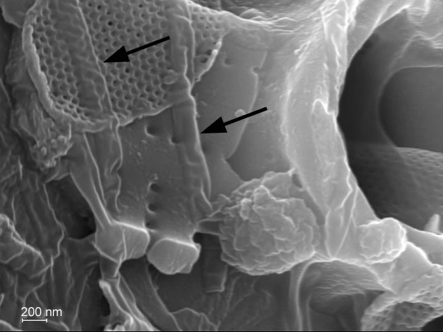 Diaphoropodon mobile